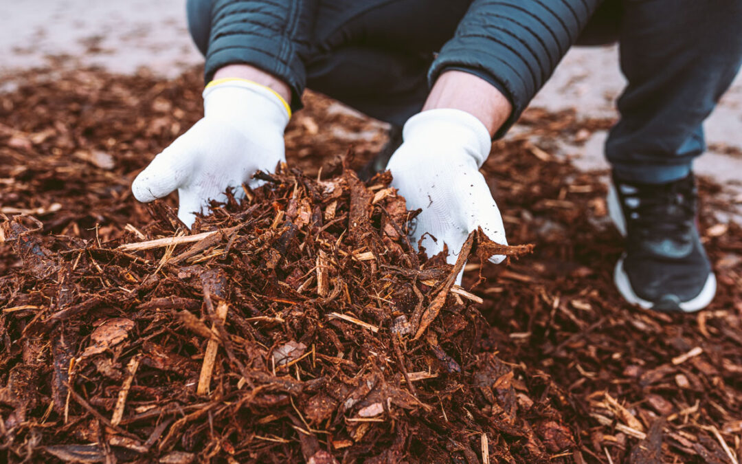 How Seasonal Trends Influence Mulch Color Choices