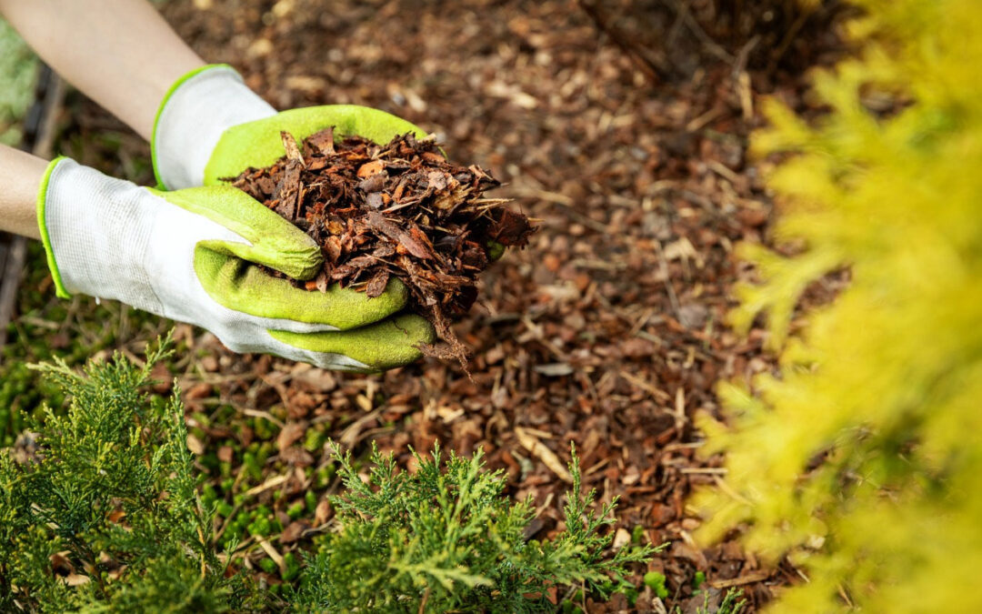 Is Liquid Mulch Colorant or Powder Mulch Colorant Right For You?